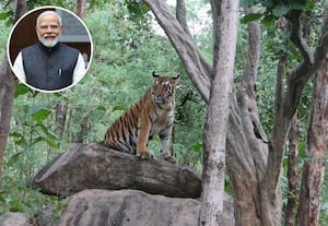 மனித-வனவிலங்கு மோதலைக் குறைப்பதில் இந்தியா உறுதி: பிரதமர் மோடி