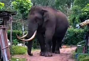  வீட்டு முற்றத்தில் முகாமிட்ட யானை அச்சத்தில் உறைந்த தொழிலாளர்கள்