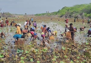  கருவேல்குரிச்சியில் மீன்பிடித் திருவிழா