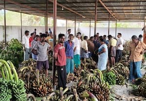  வரத்து குறைவால் வாழைத்தார் விலை உயர்வு