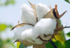  பருத்தி உற்பத்தி கடும் சரிவு இறக்குமதியை மட்டுமே நம்பும் சூழல்