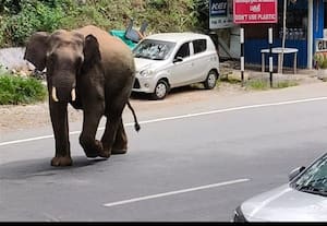  சாலையில் யானை: மக்கள் ஓட்டம்