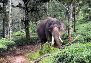  யானைகளை விரட்ட கைகொடுக்கும் கும்கிகள்