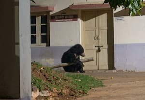  கல்லுாரியில் புகுந்த கரடியால் பரபரப்பு