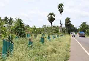  பசுமை சாலையாக மாற பராமரிப்பு தேவை இயற்கை ஆர்வலர்கள் வேதனை