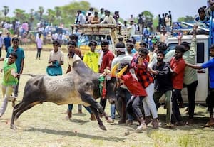  இளையாத்தங்குடியில் மஞ்சுவிரட்டு காளை முட்டி ஒருவர் பலி