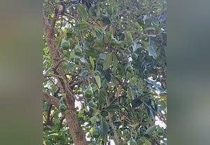 சீதோஷ்ண நிலைக்கு ஏற்ப பழப்பயிர் உற்பத்திக்கு புத்துயிர்  அளிக்கப்படுமா: தோட்டக்கலை ஆராய்ச்சி நிலைய நடவடிக்கை அவசியம்