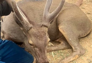  காயத்துடன் கடமான் மீட்பு