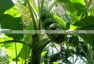  உறுதி செய்த விலையால் திராட்சை வாழை சாகுபடி பரப்பு அதிகரிப்பு