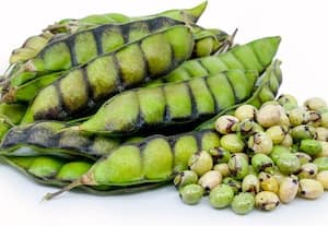  துவரையில் முழு மரபணு வரிசைமுறை கண்டுபிடிப்பால் புது ரகங்கள் வர வாய்ப்பு