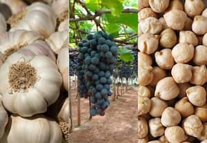 வேளாண் பொருட்கள் சந்தை நிலவரம் (6.8.2026)