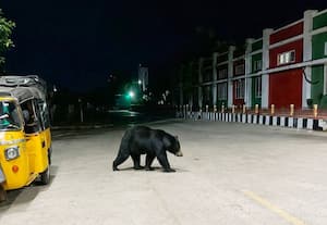  ரயில்வே ஸ்டேஷனில் கரடி