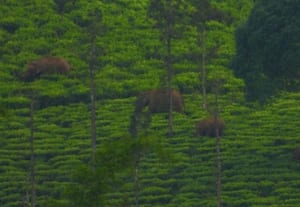  தேயிலை தோட்டத்தில் யானைகள் உள்ளூர் மக்கள், தொழிலாளர்கள் அச்சம்