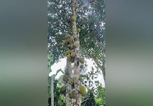  தாண்டிக்குடியில் பலா சீசன் துவக்கம்