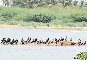 கூடு கட்டுவது பறவைகள்... காத்து நிற்பது மனிதர்கள்