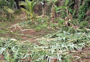  காட்டு யானைகளால் தென்னை, வாழை சேதம் - விவசாயிகள் அச்சம்