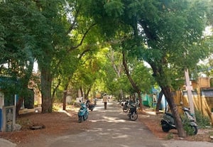  மரங்கள் நிறைந்த பசுமை தெருக்கள் கொளுத்தும் வெயிலுக்கு குளுமை