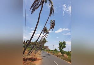 ஆபத்து மரங்களை அப்புறப்படுத்துங்க * ரோட்டோரம் காத்திருக்கும் விபத்து