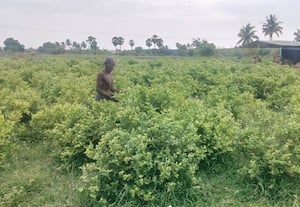    திண்டிவனம் சிப்காட் பகுதியில் வாசனை திரவிய தொழிற்சாலை... அமைக்கப்படுமா?:மல்லிகை விளைச்சல் அதிகம் இருப்பதால் விவசாயிகள் கோரிக்கை