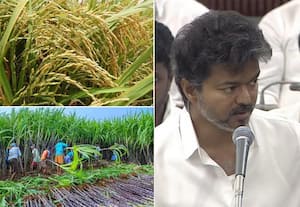 நெல், கரும்பு ஊக்கத்தொகை உயர்த்தி அறிவிப்பு; வரலாற்றில் இதுவே முதல்முறை என சட்டசபையில் முதல்வர் விஜய் பெருமிதம்