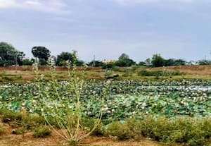  அலங்கோலமாக  காட்சியளிக்கும்  மானாமதுரை  அலங்கார குளம்
