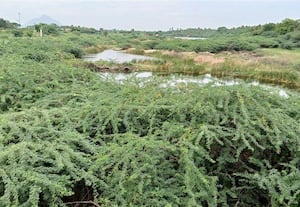  குடகனாற்றை பாழாக்கும் சீமைக்கருவேல மரங்கள்