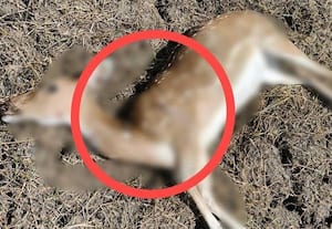  துப்பாக்கியால் சுடப்பட்டு இறந்த மான் மீட்பு