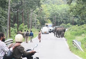  நெடுஞ்சாலையில் முகாமிட்ட காட்டு யானைகள்; இரண்டு மணி நேரம் போக்குவரத்து பாதிப்பு