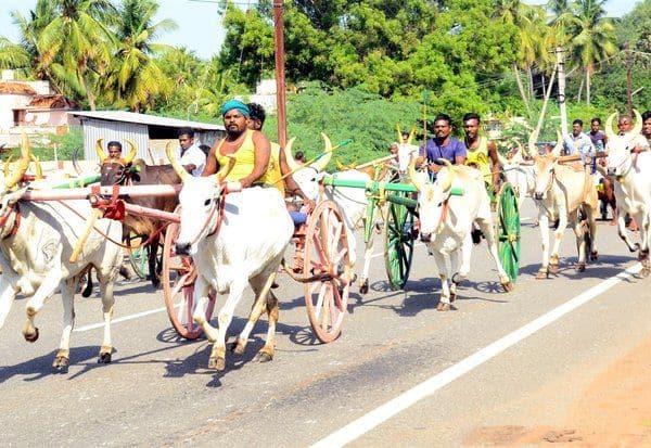  மாட்டுவண்டி பந்தயம்