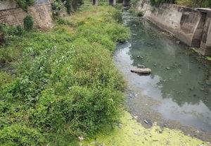  கழிவுகளால் களையிழந்த நிலையூர் கால்வாய்