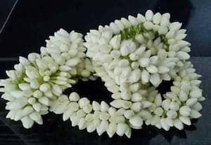 மல்லிகை பூவின் மகத்துவமும் அதில் உள்ள மருத்துவ குணமும் 