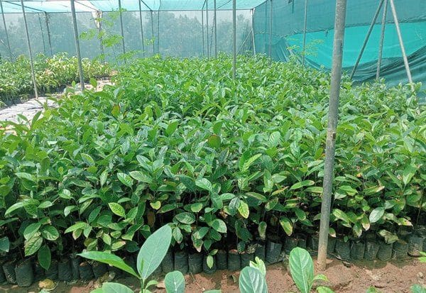 தோட்டக்கலை பண்ணையில் மலிவு விலையில் பூ, பழ மரக்கன்றுகள் விற்பனை
