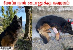 பயங்கரவாத எதிர்ப்பு நடவடிக்கையில் ராணுவத்தினருக்கு உறுதுணை; மோப்ப நாய் டைசனுக்கு சிறப்பு விருது