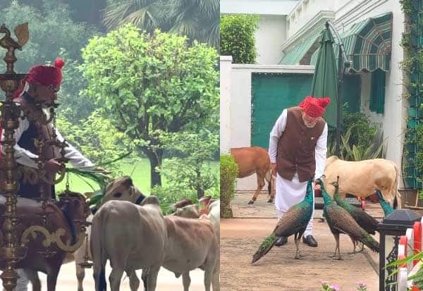 மயில்கள், கன்றுகளுக்கு மோடி உணவளிக்கும் வீடியோ; இன்ஸ்டாவில் வைரல்