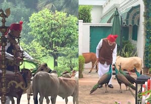 மயில்கள், கன்றுகளுக்கு மோடி உணவளிக்கும் வீடியோ; இன்ஸ்டாவில் வைரல்