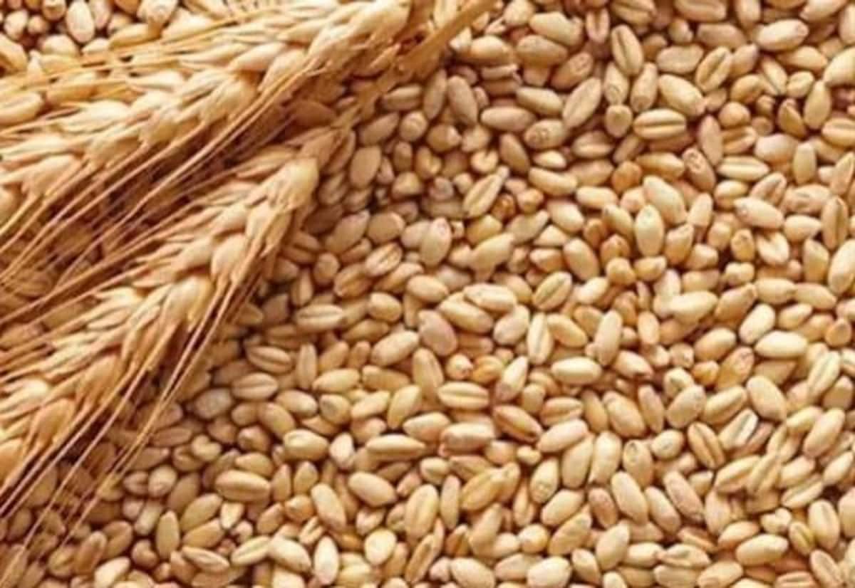 ரேஷன் கோதுமை 10 டன் தேங்குகிறது