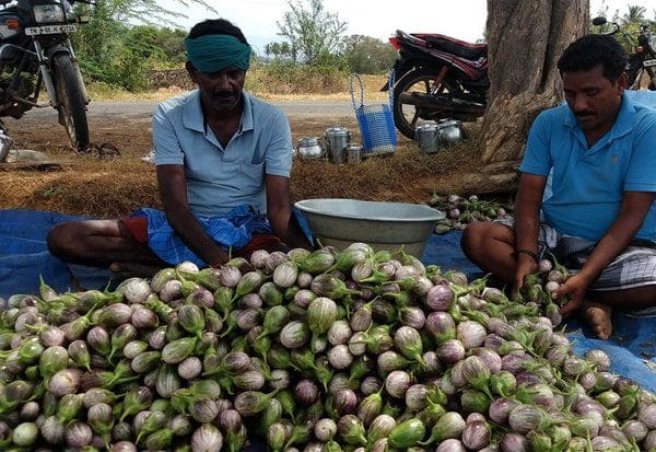  கத்தரிக்காய் விலை உயர்வு விவசாயிகள் மகிழ்ச்சி