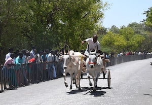  இலக்கை நோக்கி பறந்த காளைகள் 