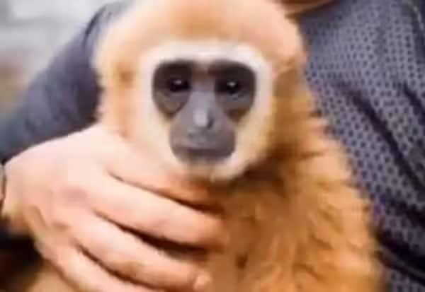 நடிகர் விக்ரம் வீடியோ வெளியிட்ட விவகாரம் ; 'லார் கிப்பன்' குரங்கு உட்பட 11 விலங்குகள் பறிமுதல்