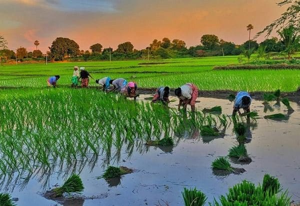 காரீப் சாகுபடி பரப்பு: 21 லட்சம் ஹெக்டேர் சரிவு