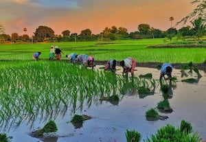  காரீப் சாகுபடி பரப்பு: 21 லட்சம் ஹெக்டேர் சரிவு