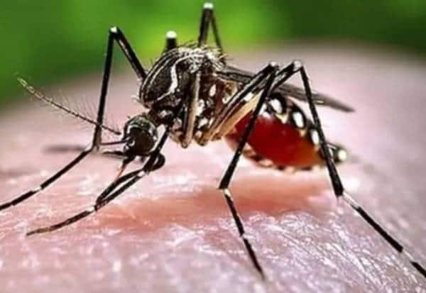  டெங்கு தடுப்பு நடவடிக்கைகள் தீவிரம்