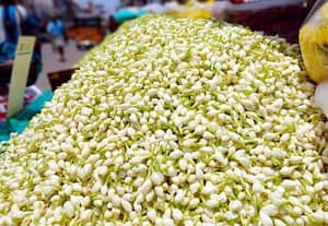 முகூர்த்த தினம் எதிரொலியாக மல்லிகை  வரத்து குறைவால் ﻿ விலை உயர்வு : ஒரே நாளில் இருமடங்காகி கிலோ ரூ.1000 வரை விற்பனை  
