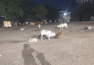  கால்நடைகளின் கூடாரமான தேவகோட்டை பஸ் ஸ்டாண்ட்