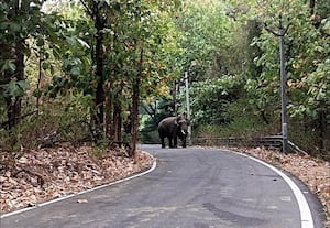  ஒற்றை யானை நடமாட்டம் வாகன ஓட்டிகள் அச்சம்