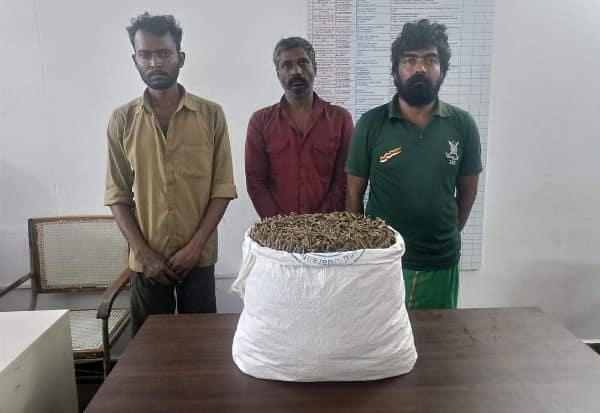  30 கிலோ கஞ்சா பறிமுதல் 11 வாலிபர்களுக்கு 'காப்பு'