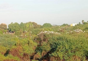  சரணாலயத்தில் கூடுகட்ட காத்திருக்கும் பறவைகள்