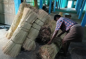  வெற்றிலை விவசாயத்தில் மாறாத கோரைப்புல்