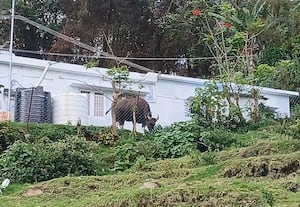  'கொடை'யில் அச்சுறுத்தும் காட்டுமாடுகள்