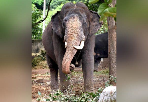  ஜம்பு சவாரி ஊர்வலத்தின் முன் அபிமன்யு யானை செல்லுமா?